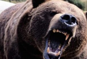 Ανέκδοτο: Η πεινασμένη αρκούδα και τα αθλητικά παπούτσια. Φοβερό γέλιο