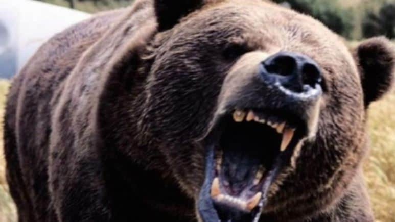 Ανέκδοτο: Η πεινασμένη αρκούδα και τα αθλητικά παπούτσια. Φοβερό γέλιο