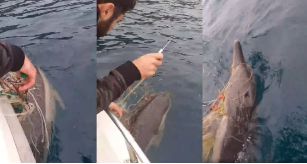 Νέα Ρόδα Χαλκιδικής: Επαγγελματίες ψαράδες ελευθέρωσαν δελφίνι που είχε μπλεχτεί σε δίχτυα-video