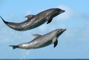 Νέα Ρόδα Χαλκιδικής: Επαγγελματίες ψαράδες ελευθέρωσαν δελφίνι που είχε μπλεχτεί σε δίχτυα-video