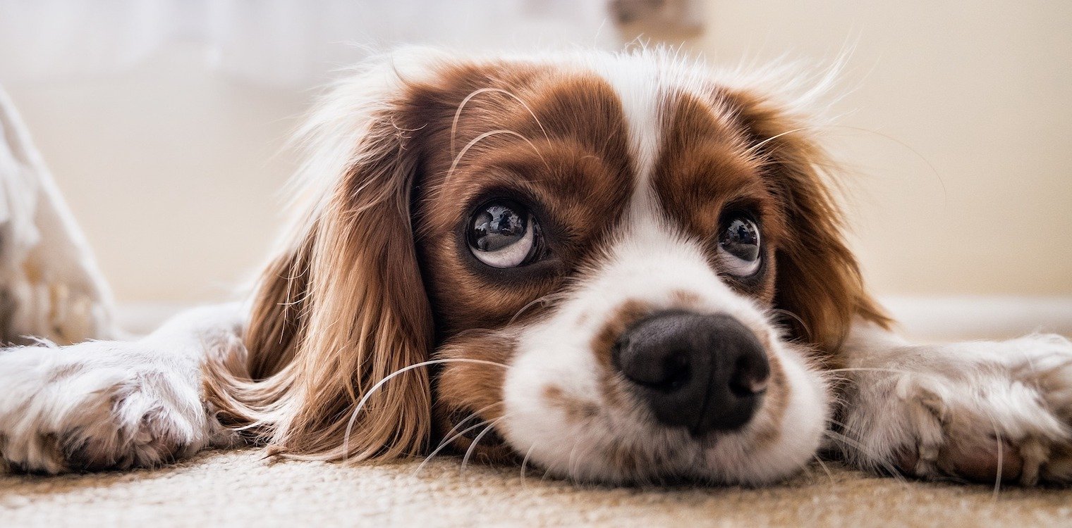 Στείρωση σκύλου: Πρέπει να γίνεται ή Όχι;