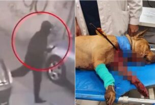 Αυτός είναι ο τοξοβόλος που σκότωσε τον σκύλο στην Πετρούπολη-video