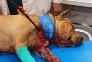 ΣΟΚ! Χτύπησαν με βέλος σκύλο – Νοσηλεύεται σε κρίσιμη κατάσταση!