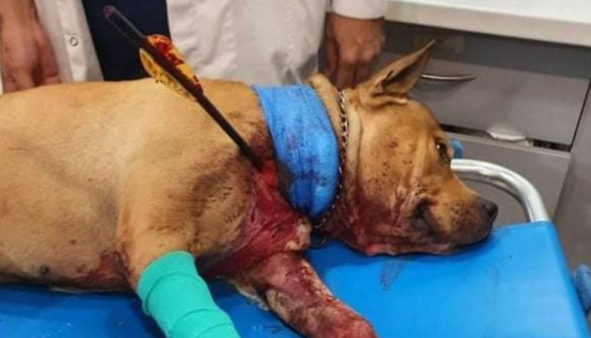 ΣΟΚ! Χτύπησαν με βέλος σκύλο – Νοσηλεύεται σε κρίσιμη κατάσταση!