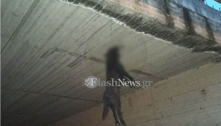 Τέρατα! Κρέμασαν σκύλο από γέφυρα!