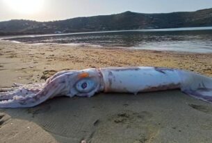 Τζιά: Η άμπωτη ξέβρασε θράψαλο "τέρας" στην παραλία-PHOTO