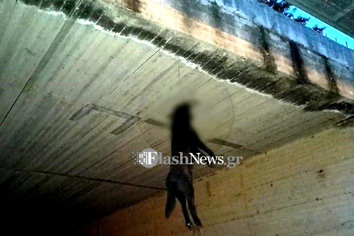 Χανιά: Βρέθηκε και θα πληρώσει 30.000€ πρόστιμο το "τέρας" που είχε κρεμάσει σκύλο από γέφυρα