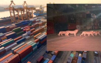 Δραπέτευσαν λιοντάρια στο λιμάνι του Πειραιά; Η φωτογραφία που έγινε Viral!