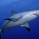 Viral Βίντεο: Καρχαρίας κολυμπά στο λιμάνι του Πειραιά!