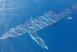 Κινέτα: Πήγε για ψάρεμα και είδε να κολυμπά δίπλα του ένας καρχαρίας!