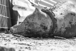 ΤΡΑΓΙΚΕΣ εικόνες από την καταστροφική φωτιά στον Σχίνο – Απανθρακώθηκαν ζωντανά χιλιάδες ζώα (video-photos)