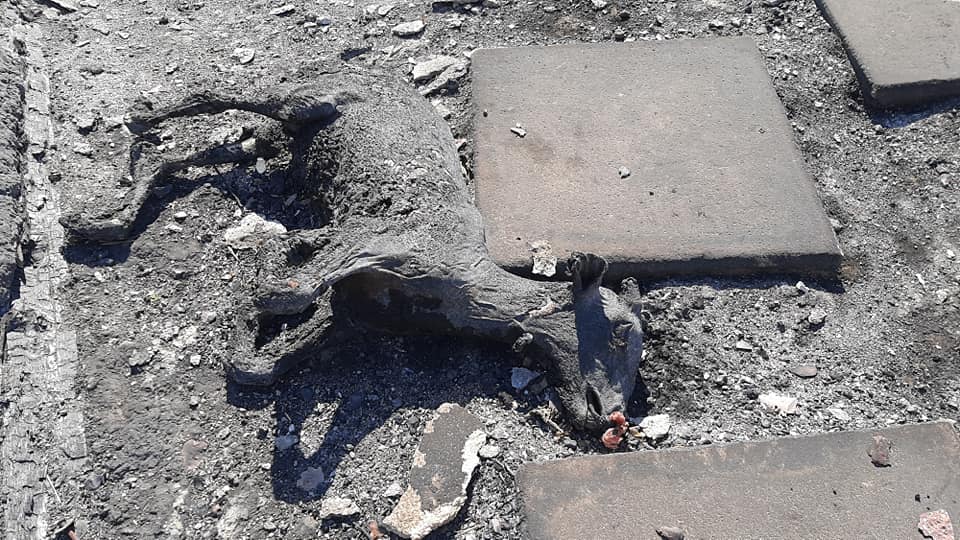 ΤΡΑΓΙΚΕΣ εικόνες από την καταστροφική φωτιά στον Σχίνο – Απανθρακώθηκαν ζωντανά χιλιάδες ζώα (video-photos)