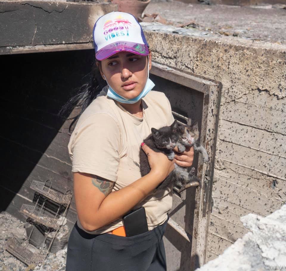 ΤΡΑΓΙΚΕΣ εικόνες από την καταστροφική φωτιά στον Σχίνο – Απανθρακώθηκαν ζωντανά χιλιάδες ζώα (video-photos)