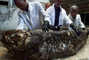 Viral Βίντεο: Ψάρι "Δεινόσαυρος" ανακαλύφθηκε στην Νότιο Αφρική!