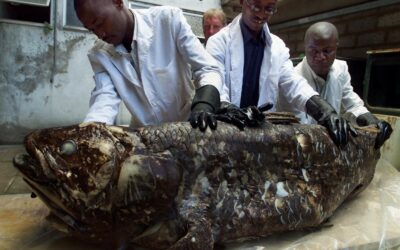 Viral Βίντεο: Ψάρι "Δεινόσαυρος" ανακαλύφθηκε στην Νότιο Αφρική!