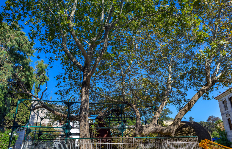 Ιπποκράτης: Το μέρος της Κω που ο πατέρας της ιατρικής δίδασκε τους μαθητές του