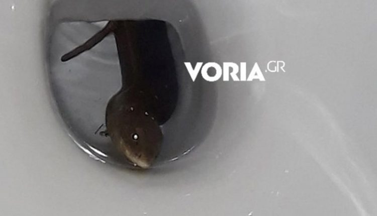 pige-stin-toualeta-tis-kai-irthe-antimetopi-me-enan-tyfliti