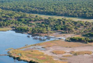 Δάσος Στροφυλιάς: Το εντυπωσιακό και μεγαλύτερο παραθάλασσιο δάσος της Ελλάδας (video)