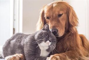 Καύσωνας και κατοικίδια: 10 κορυφαίες συμβουλές για να δροσίσετε τους πιστούς σας φίλους