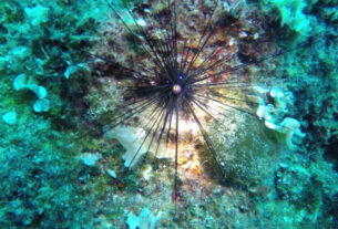 Diadema Setosum: Ο δηλητηριώδης αχινός που «μετανάστευσε» στις ελληνικές θάλασσες – Δείτε τα βίντεο