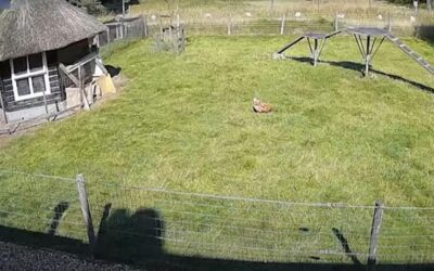 Viral Βίντεο: Τράγος "σούπερμαν" σώζει κοτόπουλο από επίθεση γερακιού!