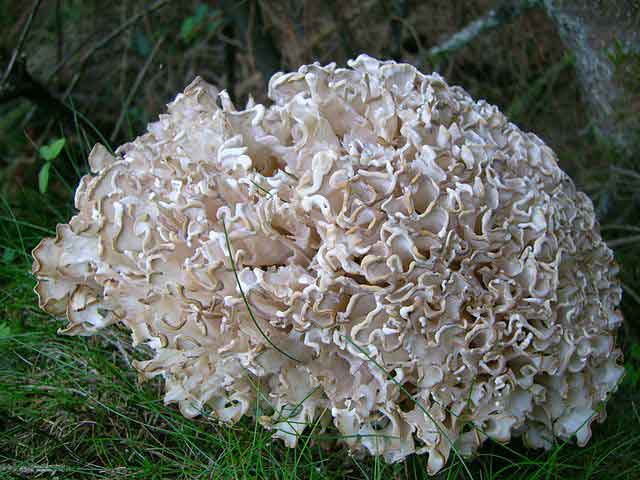 σπάραξις η σγουρή