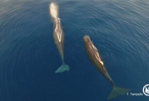 Φυσητήρες στο Αιγαίο: Η μοναδική θάλασσα που ποτέ δεν σταματάει να μας εκπλήσσει...