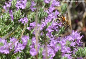 Θυμάρι: Το θαυματουργό βότανο που γιατρεύει τον βήχα κα πολλές άλλες ασθένειες