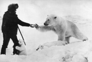 Viral Φωτογραφία: Ρώσος ταΐζει πολική αρκούδα την ώρα που το μικρό της τον αγκαλιάζει