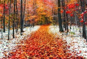 Νοέμβριος 2021: Μηνιαίες Προβλέψεις για τα 12 ζώδια με βάση το δεκαήμερο της γέννησης σας