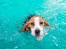 Ναυτικοί του φέρι μποτ «Ελευθέριος» έσωσαν σκύλο που βρήκαν στη θάλασσα μεταξύ Περάματος & Σαλαμίνας (βίντεο)