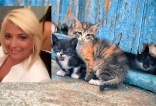 Ο Δήμος Πειραιά υλοποιεί πρόγραμμα για την φροντίδα των αδέσποτων γατών