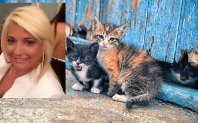 Δήμος Πειραιά: Δωρεάν κτηνιατρικές υπηρεσίες για τις αδέσποτες γάτες της πόλης