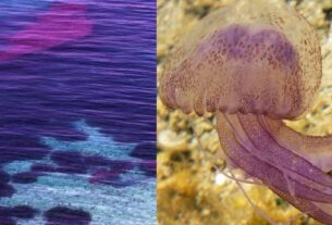 Η Μωβ τσούχτρα της Μεσογείου στις Ελληνικές παραλίες