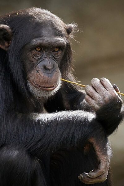 Αττικό Ζωολογικό Πάρκο: Βίντεο ντοκουμέντο με θανάτωση χιμπατζή που δραπετεύσε