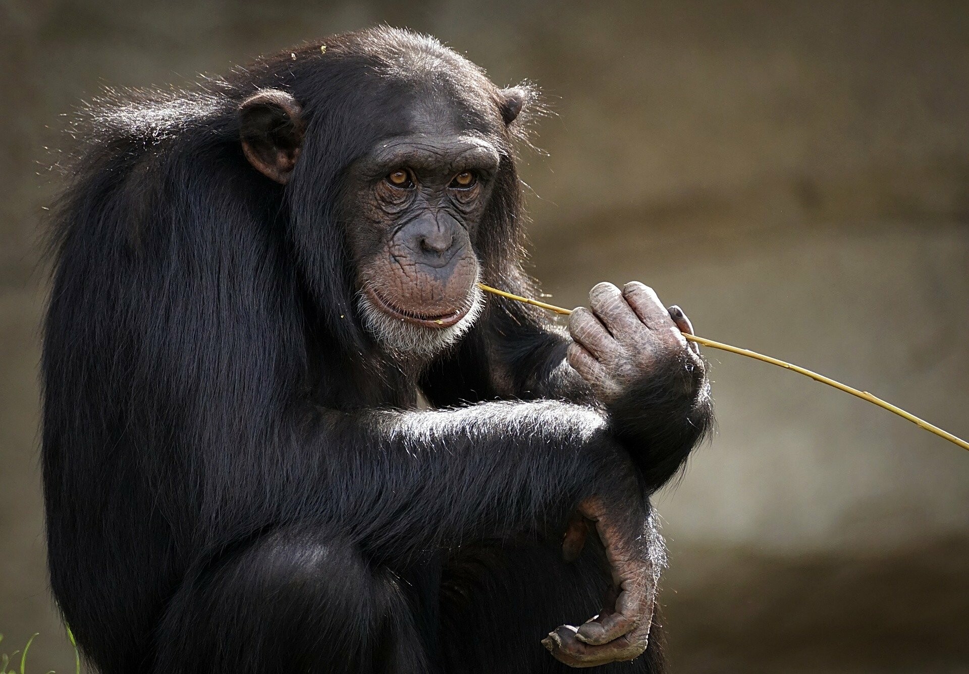 Αττικό Ζωολογικό Πάρκο: Βίντεο ντοκουμέντο με θανάτωση χιμπατζή που δραπετεύσε