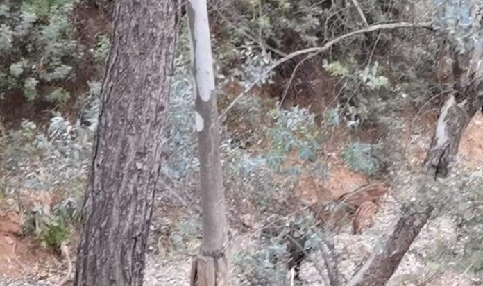 Γέμισε νεογέννητα αγριογούρουνα το Χαϊδάρι – Video