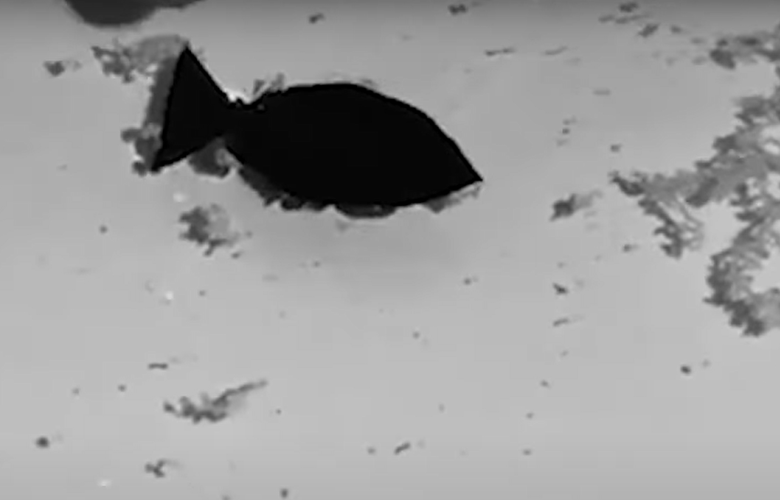 Αυτό είναι το ψάρι-ρομπότ που καταβροχθίζει μικροπλαστικά από τις θάλασσες