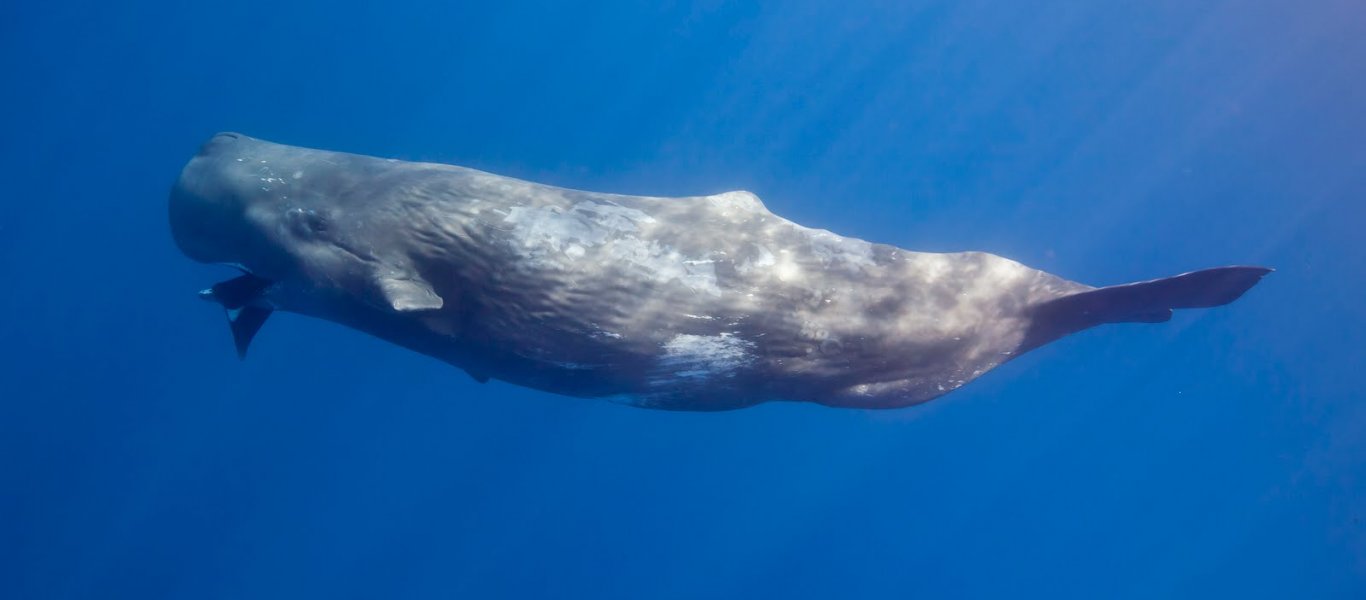Αίγινα: Φάλαινα φυσητήρας στις νήσους Λάουσες - video