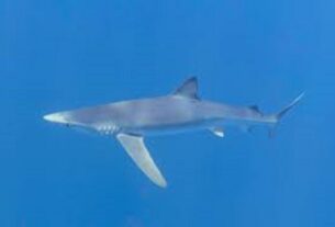 Viral Video: Καρχαρίας πέντε μέτρων κοντά στις ακτές του Γυθείου στην Μάνη