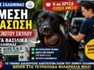 Δήμος Σαλαμίνας: Άμεση διάσωση αδέσποτου σκύλου στα Βασιλικά από το Τμήμα Διαχείρισης Αδέσποτων Ζώων