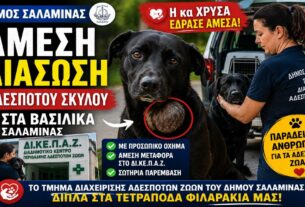 Δήμος Σαλαμίνας: Άμεση διάσωση αδέσποτου σκύλου στα Βασιλικά από το Τμήμα Διαχείρισης Αδέσποτων Ζώων