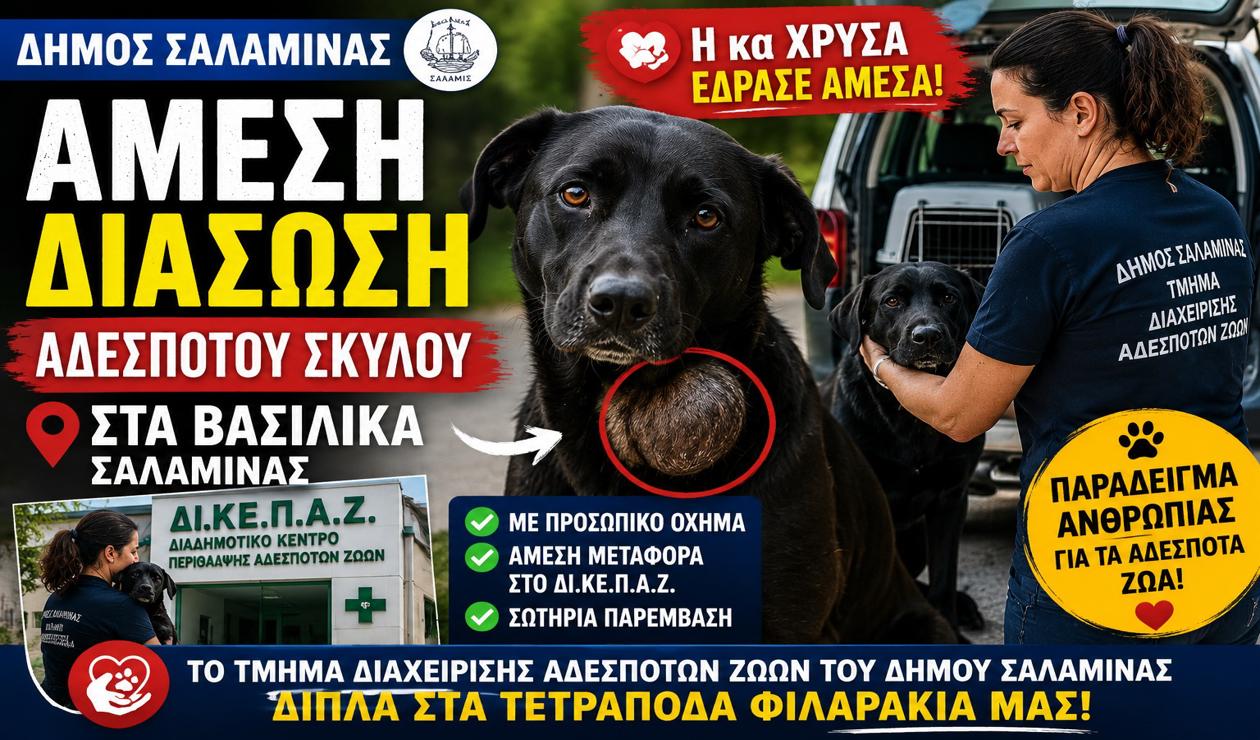 Δήμος Σαλαμίνας: Άμεση διάσωση αδέσποτου σκύλου στα Βασιλικά από το Τμήμα Διαχείρισης Αδέσποτων Ζώων